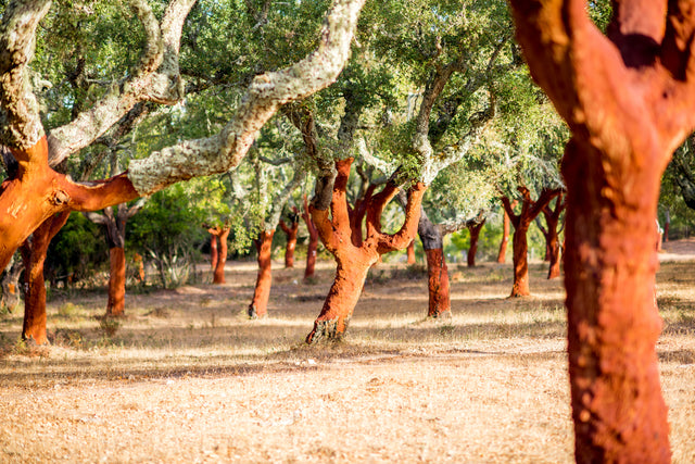 What Is Cork & How Is It Sustainable?